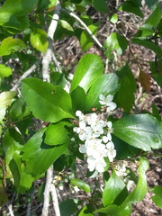 Crataegus viridis