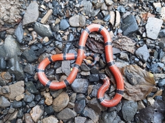 Micrurus dumerilii antioquiensis