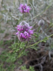 Dalea ornata
