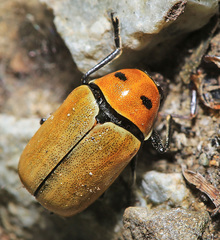 Cryptocephalus peliopterus