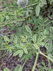 Dalea ornata