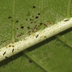 Heliothrips haemorrhoidalis