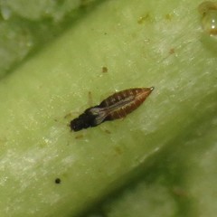 Heliothrips haemorrhoidalis