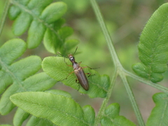 Stenotrachelidae