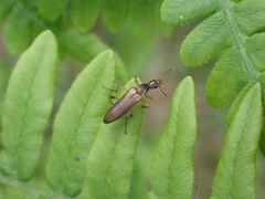 Stenotrachelidae
