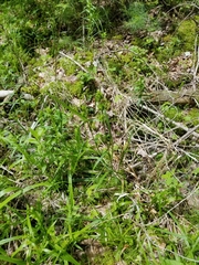Carex folliculata