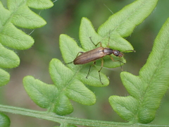 Stenotrachelidae