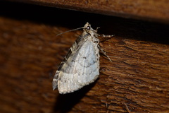 Ecliptopera silaceata