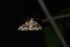 Ecliptopera silaceata