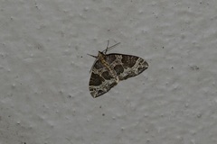 Ecliptopera silaceata