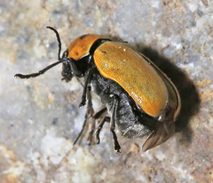 Cryptocephalus peliopterus