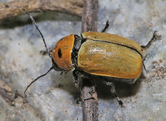 Cryptocephalus peliopterus