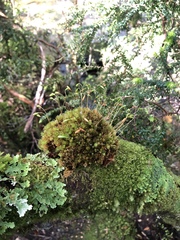 Leptostomum inclinans