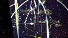 Pelophylax plancyi