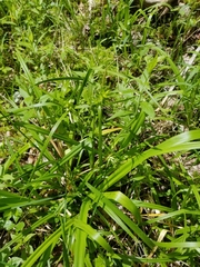 Carex folliculata