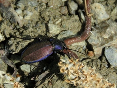 Carabus regalis