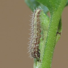 Anstenoptilia marmarodactyla