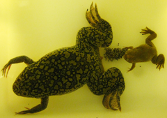 Forest Clawed Frog photo 4
