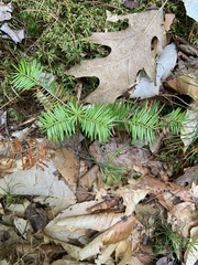 Taxus canadensis