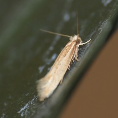 Ypsolopha sp-sw