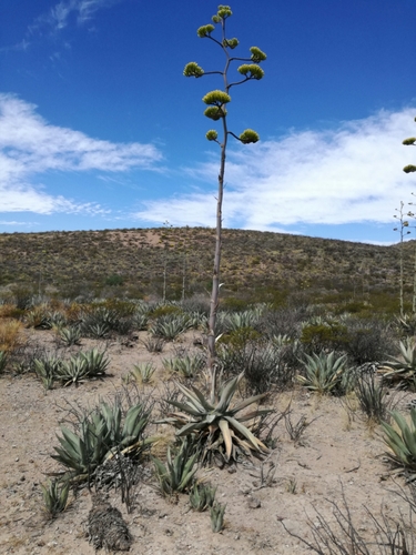 Rough century plant
