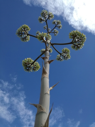Rough century plant