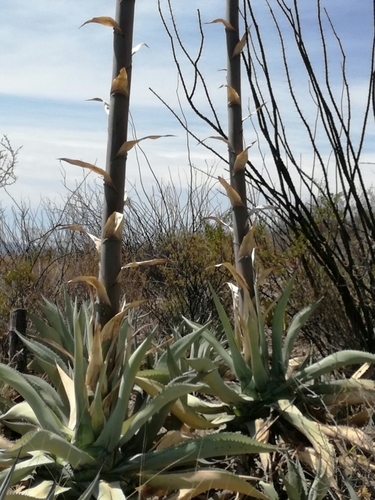 Rough century plant