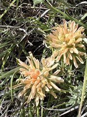 Castilleja angustifolia