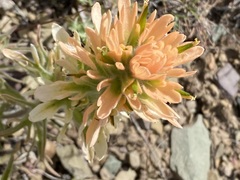 Castilleja angustifolia