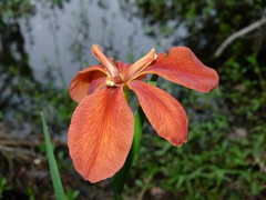 Iris fulva