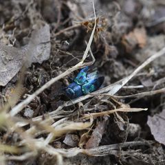 Chrysobothris chlorocephala