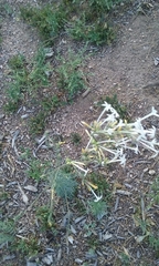 Ipomopsis aggregata candida