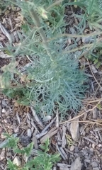 Ipomopsis aggregata candida