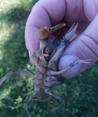 Lacunicambarus nebrascensis