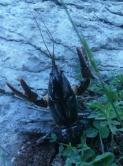 Lacunicambarus nebrascensis