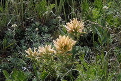Castilleja angustifolia