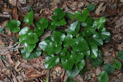 Hexastylis shuttleworthii