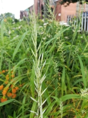 Elymus hystrix