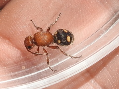 Dasymutilla quadriguttata