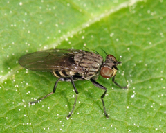 Notiphila