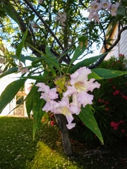 × chitalpa tashkentensis