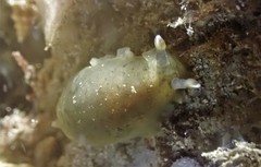 Dendrodoris