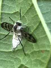 Furia ithacensis