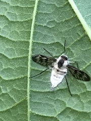 Furia ithacensis