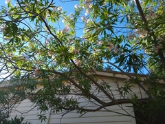 × chitalpa tashkentensis