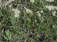Antennaria luzuloides
