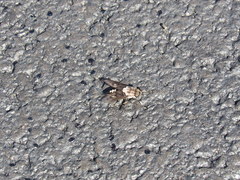 Tabanus trimaculatus