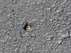 Tabanus trimaculatus