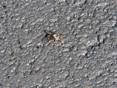 Tabanus trimaculatus