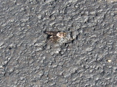 Tabanus trimaculatus